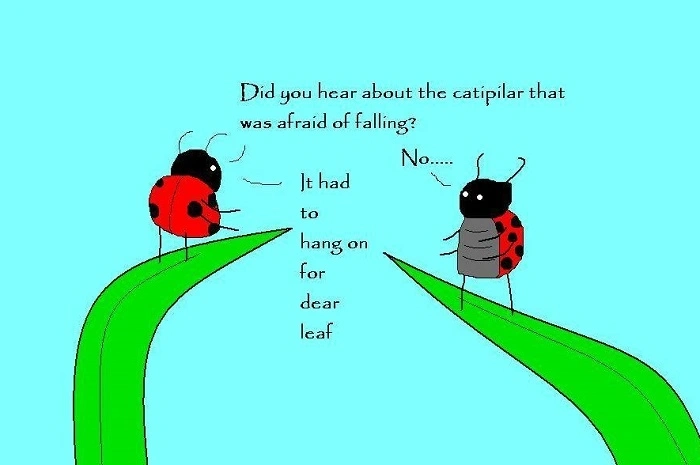 bug puns (3)