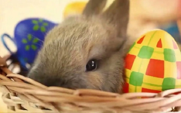 Easter Puns for Instagram Captions (1)