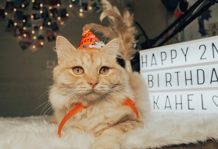Fun Facts About Cat Birthdays and Puns (1)