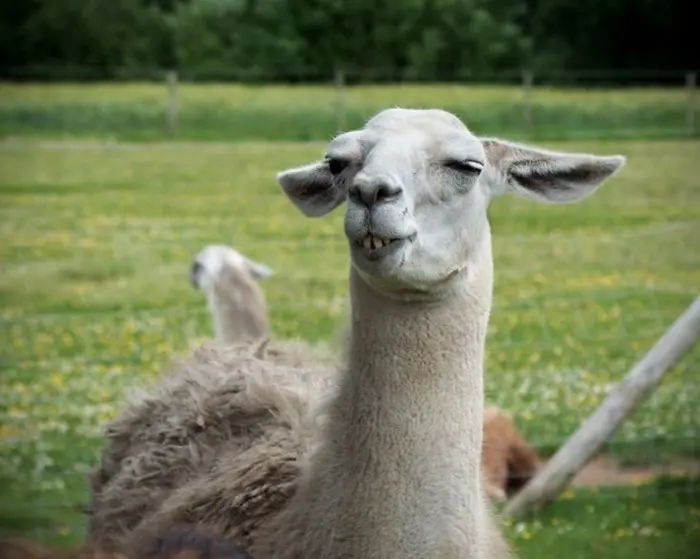 Funny Llama Jokes