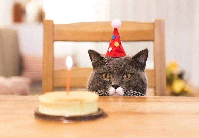 Hilarious Cat Birthday Jokes (1)