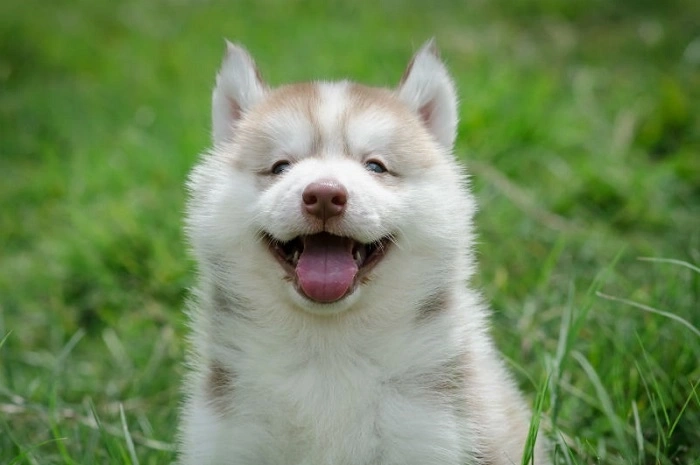 Hilarious Dog Jokes (1)