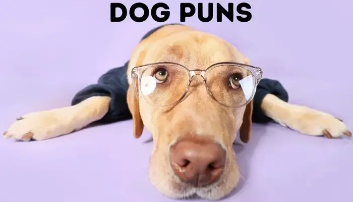 Paw-some Dog Puns