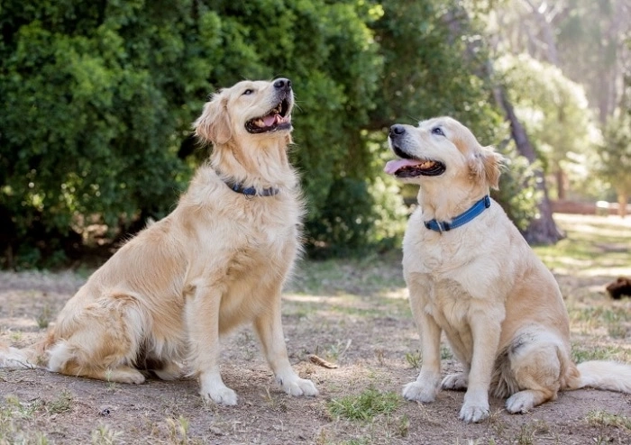 Paw-some Pet Puns (1)