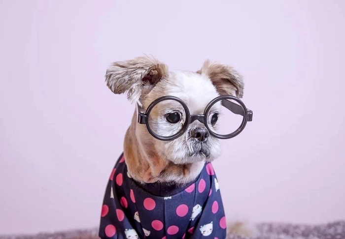 Paws-itively Adorable Pet Puns (1)