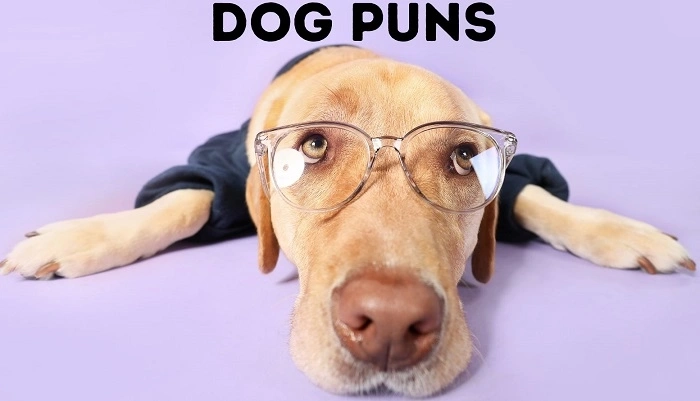 Pet Puns for Instagram Captions (1)