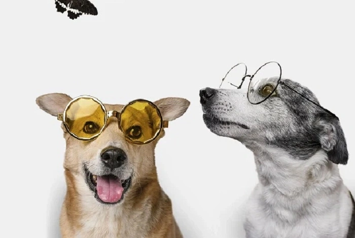 Pet Puns for Instagram Captions (3)