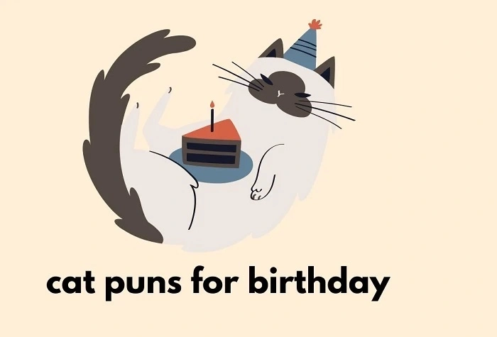 Purr-fectly Funny Cat Birthday Puns (1)