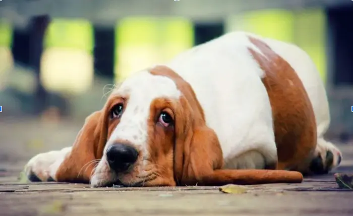 Brown Spots on Your Dog’s Belly: Causes and When to Worry Screenshot_2