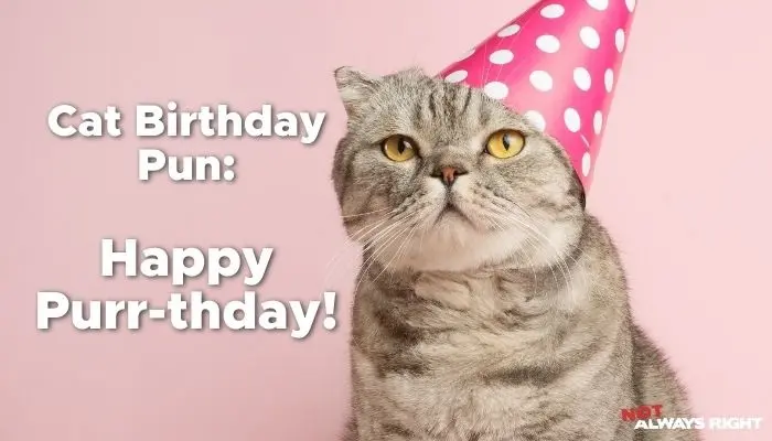 birthday cat punsdgfdghh