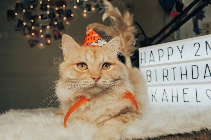 birthday cat punsdgg