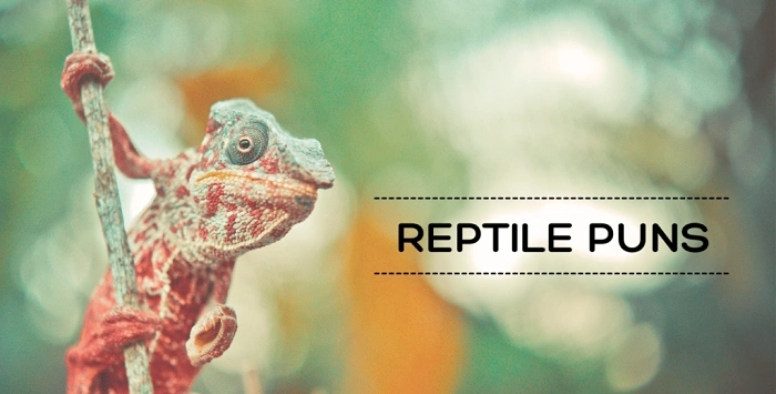 Reptile Puns for Every Occasion