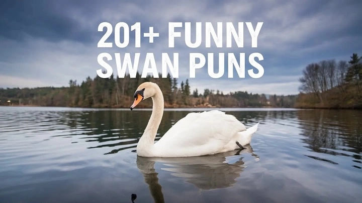 50+ Hilarious Swan Puns to Make You Smile swan punsdfgtg