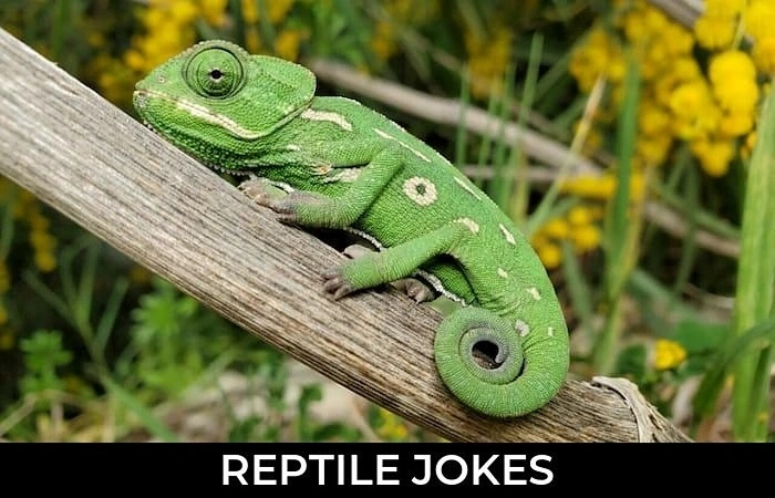 Top Reptile Puns to Make You Chuckle