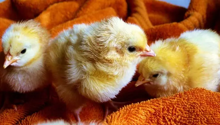 Why Chicken Name Puns Are So Popular