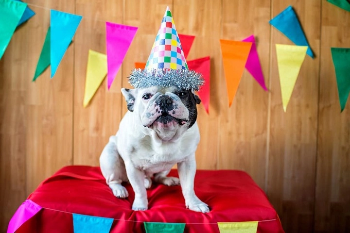 Birthday Dog Puns That’ll Make You Howl with Laughter birthday dog puns