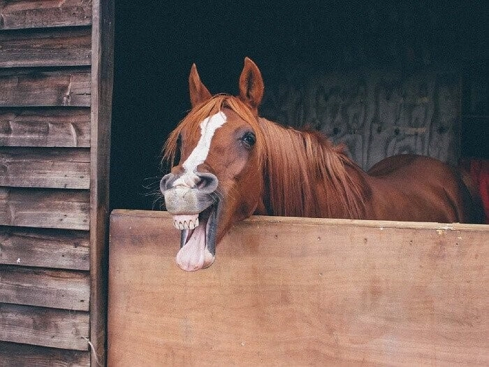 Daily Horse Puns