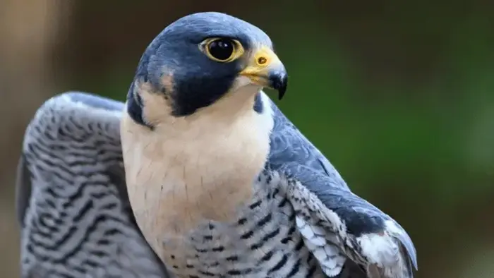 Hawk Puns for Social Media Captions