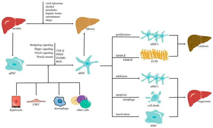 Why Liver Puns Are So Popular