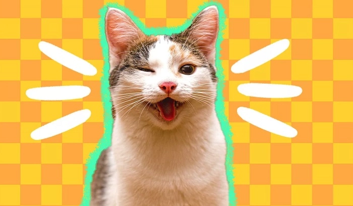 Silly & Cheesy Cat Puns