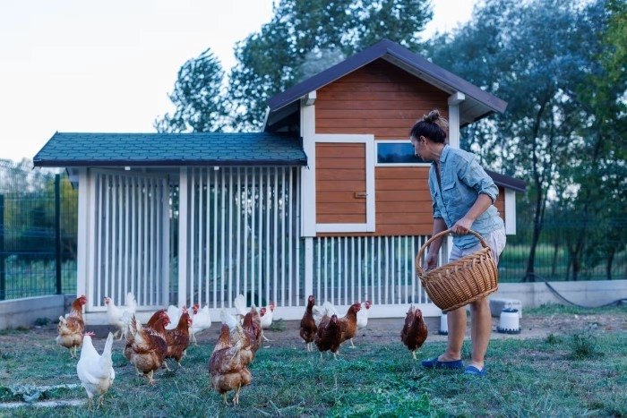 Farmyard Silly Chicken Names