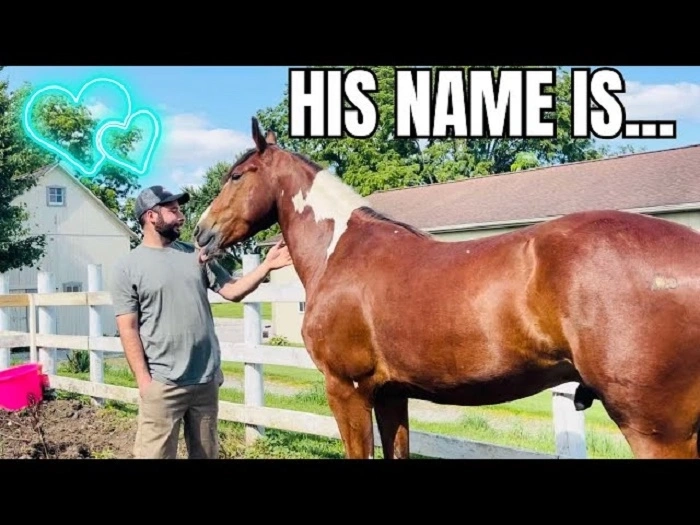 Social Media & Meme-Ready Horse Names