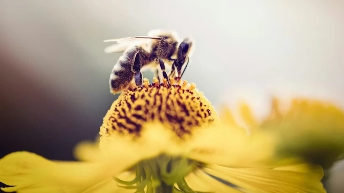 Bee Animal and Nature Puns