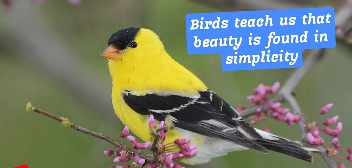 Social Media Bird Captions