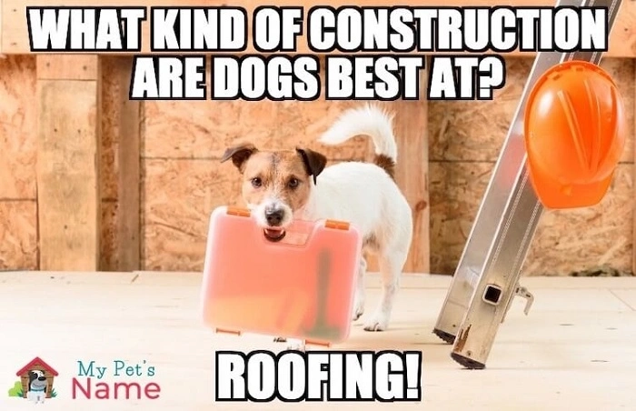 Dog dad jokes that are classics