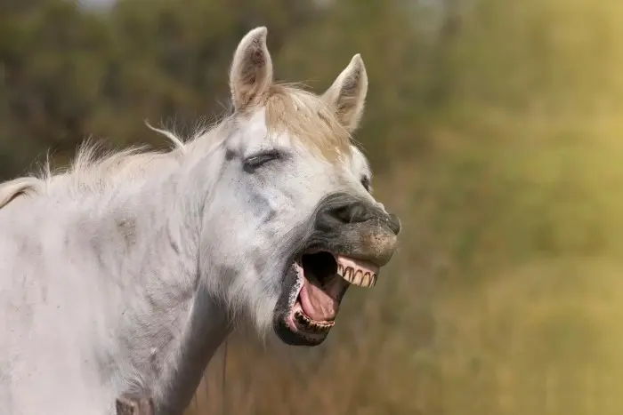 Farm-Themed Horse Jokes (1)