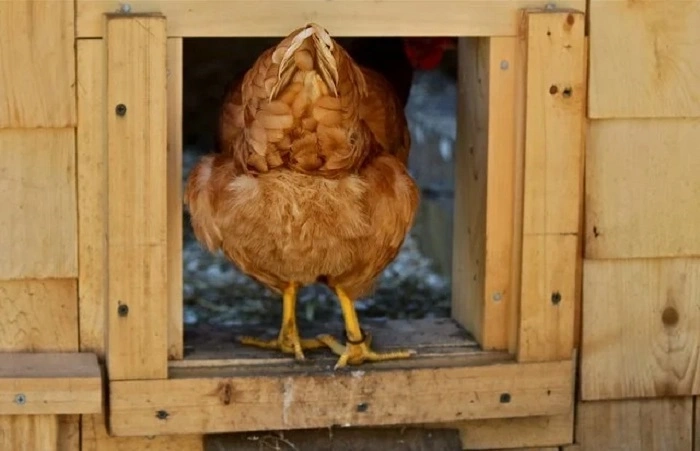 Guess What Chicken Butt Jokes (3)