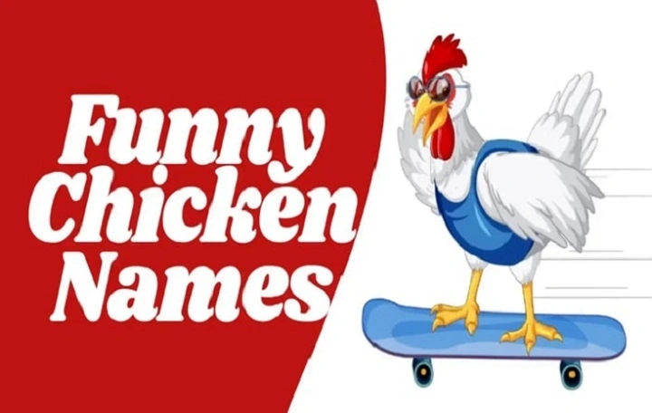 Cluckin’ Hilarious: 140+ Chicken Name Puns That Are Egg-stra Funny chicken names puns (1)