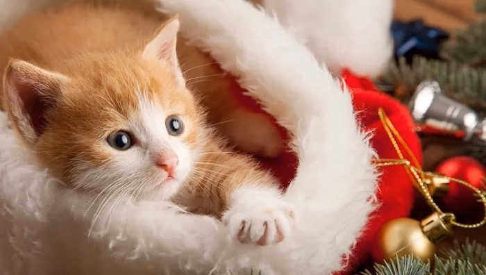 Fun Facts About Cat Christmas Puns