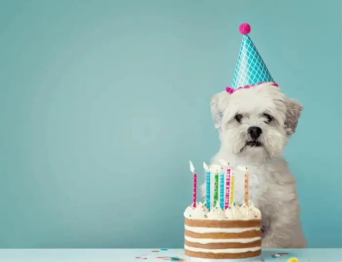Birthday Pun One-Liners for Instagram