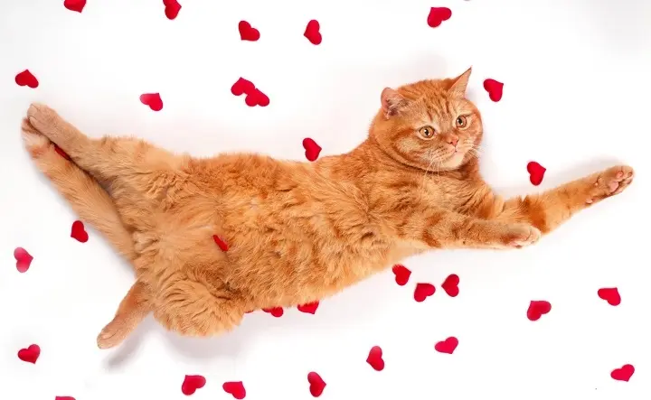 Blow Out the Candles: 220+ Birthday Pun One-Liners That Will Make Everyone Smile ππ cat valentines puns