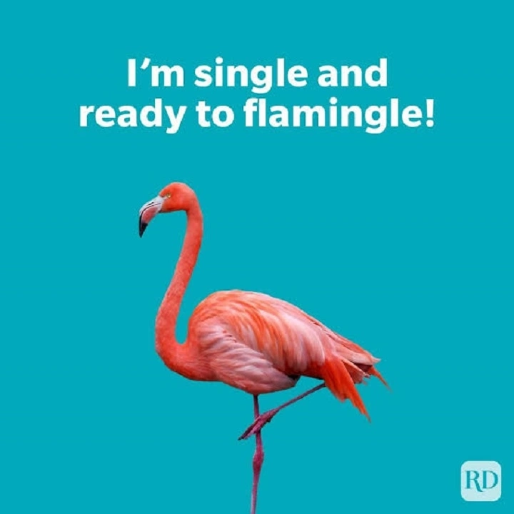 Wildly Adorable: 220+ Cute Animal Puns That Are Paws-itively Hilarious πΎπ cute animal puns