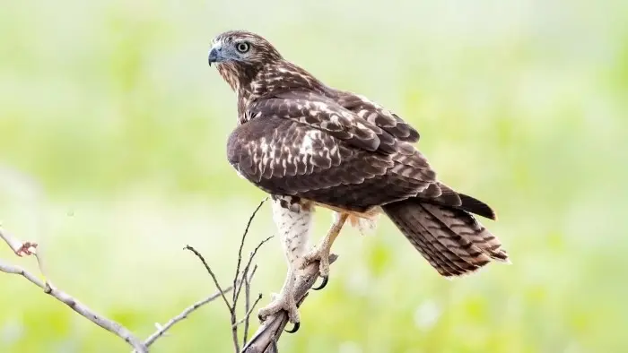 Funny Hawk Pun Names
