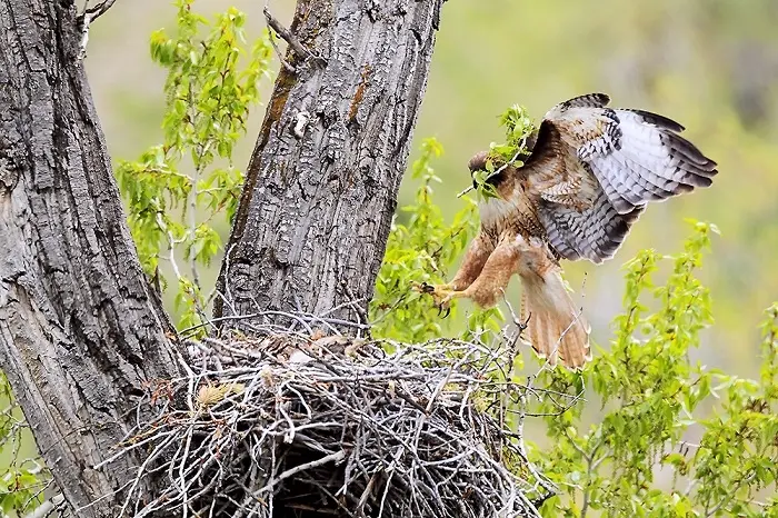 Short Fun Facts About Hawk Puns